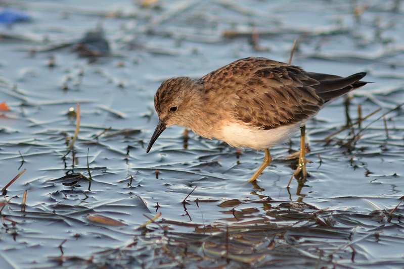 Kleinste Strandloper